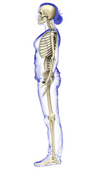 3d rendered, medically accurate illustration of a female skeleton system