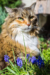 Naklejka na ściany i meble Closeup portrait of calico maine coon cat face outside by muscari blue flowers in garden with green eyes and blurry background vertical view