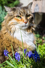 Closeup portrait of calico maine coon cat face outside by muscari blue flowers in garden with green eyes and blurry background vertical view