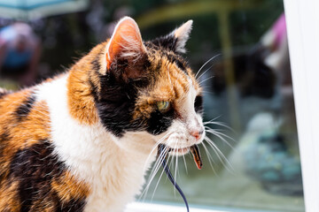 Calico cat outside hunter hunting catching blue lizard in mouth standing by door of home house asking to go inside