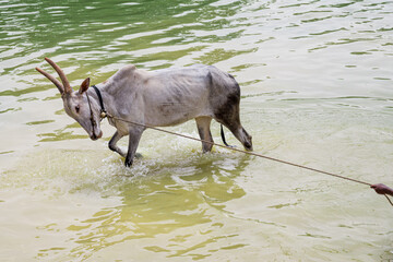PETA against animal cruelty and torture, equal rights, People for the Ethical Treatment of Animals