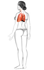 3d rendered, medically accurate illustration of a female lung anatomy