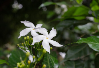 Five petal rounded white flower's beautiful macro closeup shot.