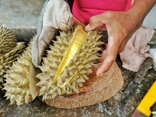 The vendor peeled the durian hard, thick and with sharp spikes.