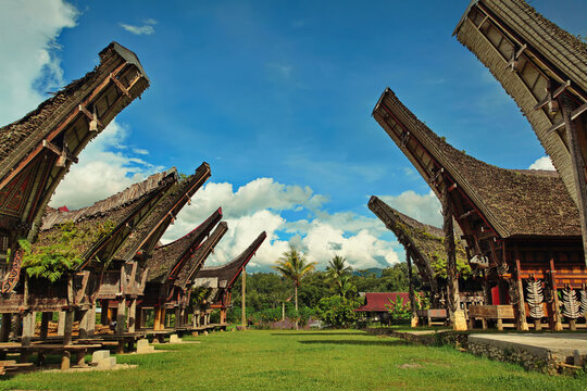 Tongkonan traditional old houses in Buntu Pune village. Tana Toraja, Sulawesi. Indonesia