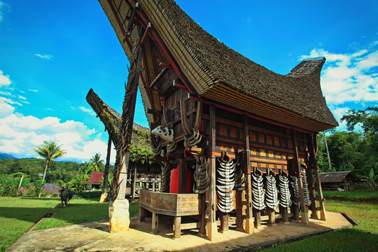 Tongkonan traditional old houses in Buntu Pune village. Tana Toraja, Sulawesi. Indonesia