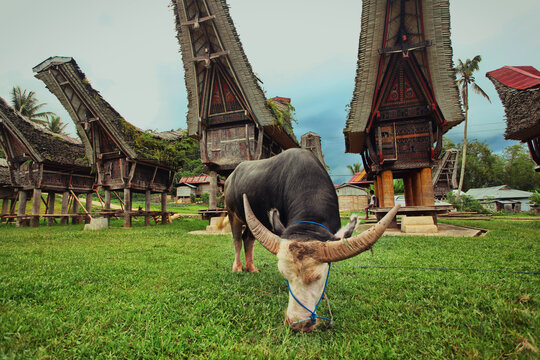 Buffalo on the background of traditional ancient  Tongkonan houses in Buntu Pune village. Tana Toraja, Sulawesi. Indonesia