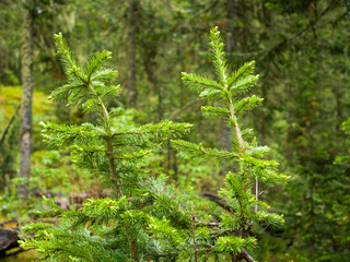 The tops of fir on a background of green coniferous forest. Summer sunny day