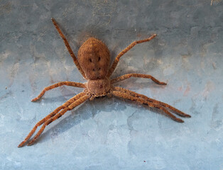 Huntsman Spider (Holconia montana) from above