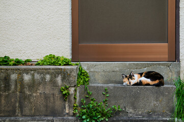 階段で寝ている猫