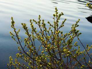Branches above the water of a forest lake. Summer evening light