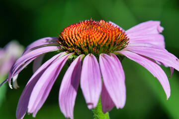 echinacea cone flower banner copy space