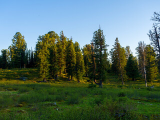 Fototapeta na wymiar The evening sunset sun illuminates the tops of cedars. Coniferous forest