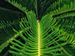 The texture and pattern of palm leaves.