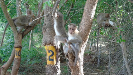 monkeys plying on tree