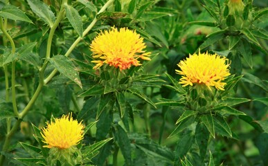 黄色の紅花