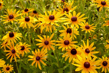 Black eyed susan wildflowers growing in a beautiful field in golden yellow colors