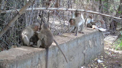 monkeys plying on half wall
