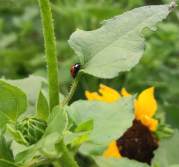 ladybird on a leaf