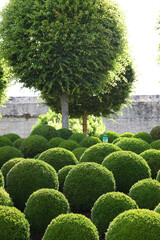 Gardens in castle grounds in Amboise, Loire Valley France with amazing topiary shrubs and hedges