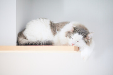 棚の上で寝ている猫