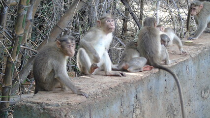 monkeys plying on half wall
