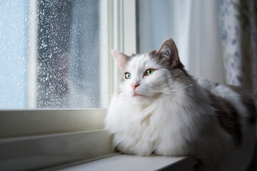 雨の日に窓の隣に座っている猫