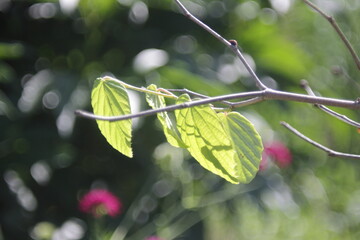 close up green leaves in daylight