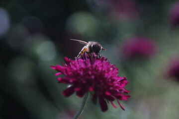 Honey bee and allium flower