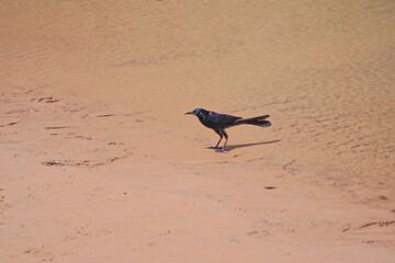 Peach Springs, Arizona: American crow (Corvus brachyrhynchos) on the sandy bank of the Colorado River.