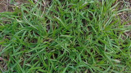 green grass in the wind