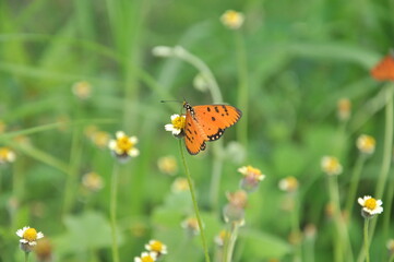 butterfly on a flower