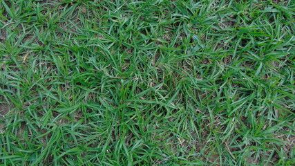 green grass background