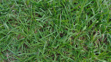 green grass in the wind