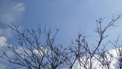 tree branches against blue sky