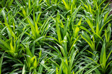 Fresh Pandan plant in the garden. Pandan leaves tropical background.