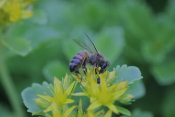 bees and the yellow lilies