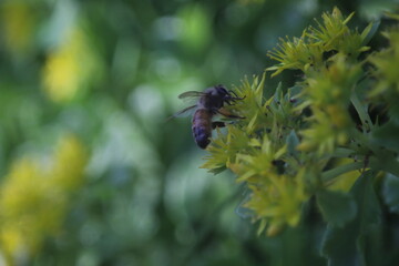 bees and the yellow lilies