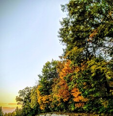 Fototapeta premium autumn landscape with trees