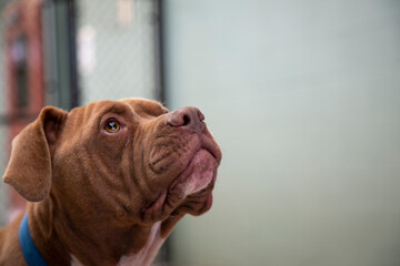 Partial side view of a red and white large mixed breed dog with shelter enclosure in background
