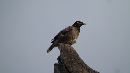 red winged blackbird