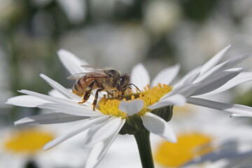 Honey Bee taking pollens out of daisy flower