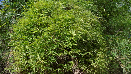 green moss on the stone
