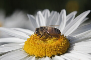 Honey Bee taking pollens out of daisy flower