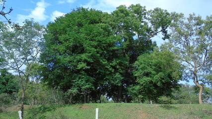 trees in the park