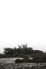 Fototapeta premium Cactus in the mountain