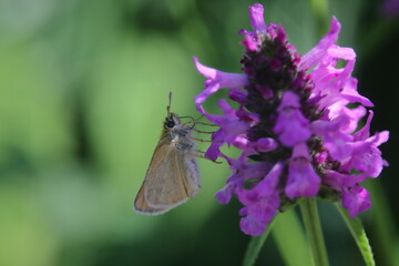 butterfly and the Stachys Hummelo flower
