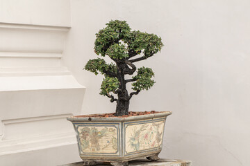 Tako tree bending in a garden.Bonsai Ebony element tree for decorate architect design.
