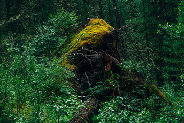 Big fallen tree root covered with thick moss in taiga wilderness among fresh greenery. Atmospheric landscape of terrible place in wild dark forest. Virgin flora of woods. Mystery woodland atmosphere.