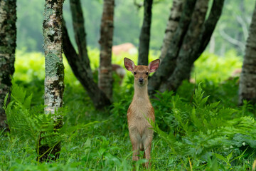 愛冠岬のエゾシカ